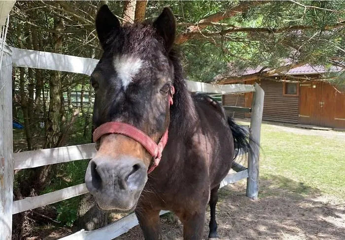 Skrzynia Dom wakacyjny *